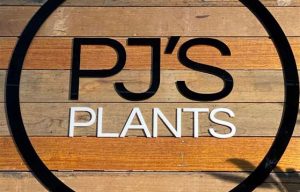 Excellent Quality PJ’s Plants for Sale